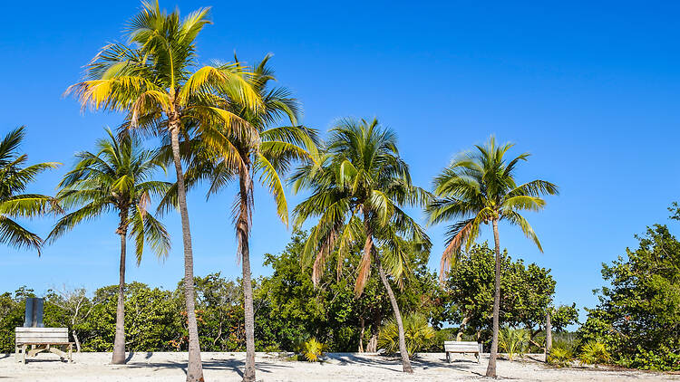 The best things to do in Miami for locals and tourists