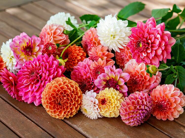 Lowe’s stores are giving away free flowers for Mother’s Day in Miami tomorrow only