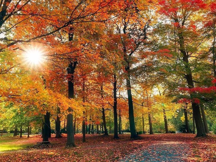 Explore Montreal's most stunning parks